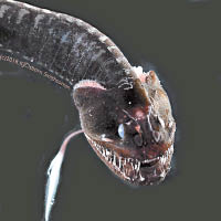 嘴下長有發光器官的龍嘴魚，俗稱黑龍。