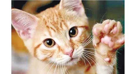 醫生呼籲飼主與貓玩耍時需小心，被抓傷或患上「貓抓病」。