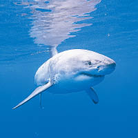 大白鯊背鰭形狀鋒利與姥鯊有別。