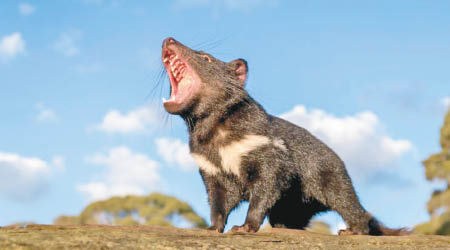 袋獾有「塔斯馬尼亞惡魔」之稱。