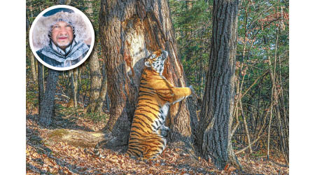 戈爾什科夫（圓圖）的奪冠照片捕捉西伯利亞虎歡欣抱樹的一刻。