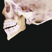 人類下顎骨受損後難以修補。
