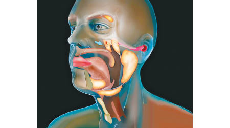 咽鼓管腺位於鼻的後方與上顎附近。