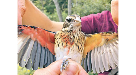 該隻雌雄玫胸白斑翅雀，左右翅羽毛分別是粉色及黃褐色。