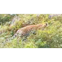 鷹嘴石省級自然保護區出現金錢豹身影。