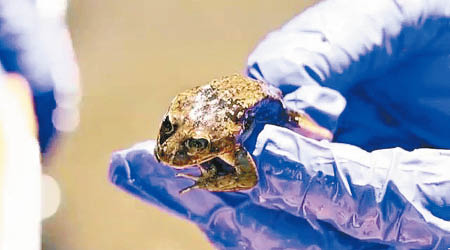 洛阿水蛙外形細小，是智利的特有物種。