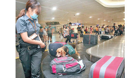 台機場加強非洲豬瘟檢疫。