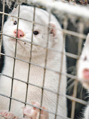 丹麥月初下令撲殺全國養殖場1,700萬隻水貂。