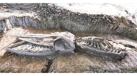 骸骨估計有數千年歷史。
