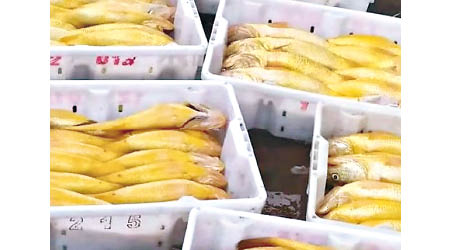 野生黃花魚賣到好價錢。