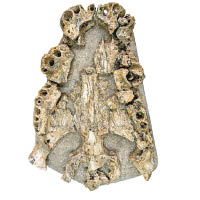研究人員重組史前鱷魚的頭部化石。