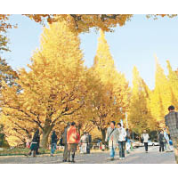 冬季  銀杏樹變黃及落葉亦是觀測對象。