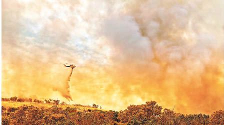 西澳省山火猛烈，直升機在空中投下水彈灌救。
