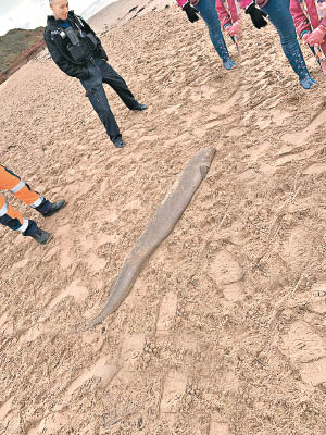 巨鰻擱淺在海灘。