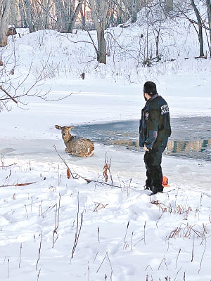 小鹿被困在結了薄冰的湖泊。
