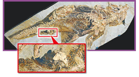 鸚鵡嘴龍化石的泄殖腔外緣富含黑色素。