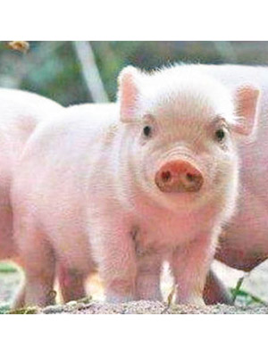 養殖場214頭小豬死亡。