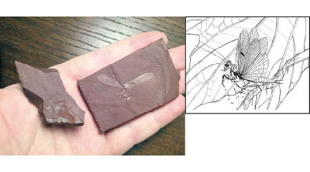 化石中的昆蟲（左圖）是史前新品種螳螂（右圖）。研究人員透過反射變換成像技術，觀察昆蟲的翅膀。
