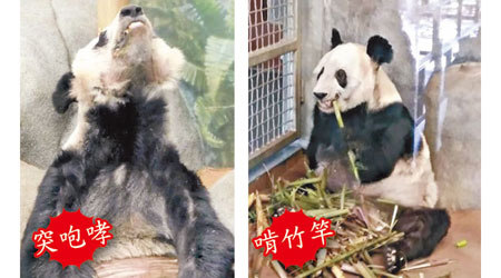 旅美兩隻大熊貓狀態令人擔憂（左、右圖）。