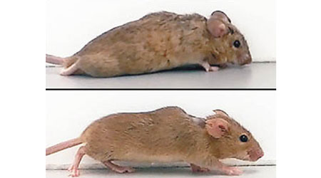 癱瘓小鼠（上）大腦注入誘導細胞激素後，可恢復行走（下）。