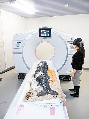 巨魚接受X光檢測。