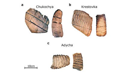 3隻長毛象牙齒標本於西伯利亞永凍土層發現。