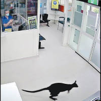 小袋鼠在診所接待處觀望。