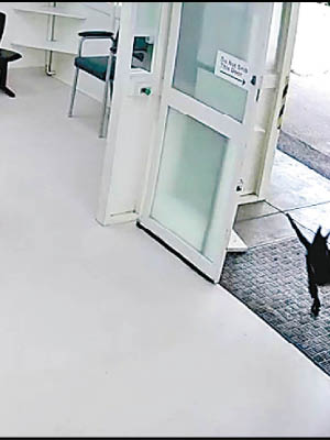 小袋鼠闖入診所。