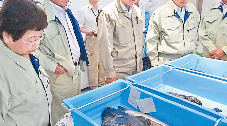 福島縣漁會捕獲輻射物質超標的許氏平鮋。