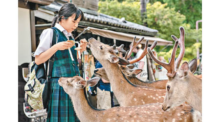 疫情影響，奈良鹿少人餵飼。