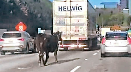 牛隻在公路上慢慢前行。
