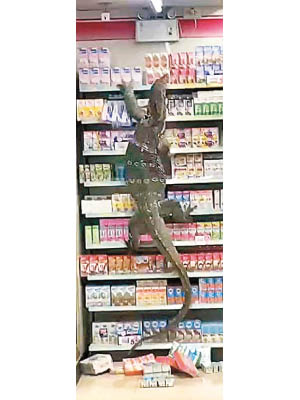 巨蜥爬上飲品架。（電視畫面）
