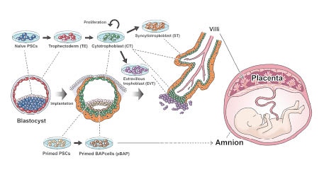 團隊用iPS細胞製成胎盤細胞的過程示意圖。