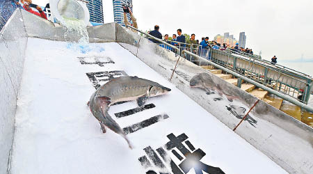 中華鱘滑出水管進入長江。