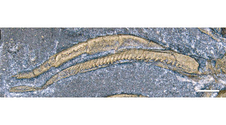 顯微鏡下三葉蟲化石的腿部結構。