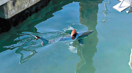 鼠鯊在英國普利茅夫的碼頭出沒。