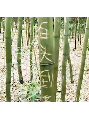 破壞竹林：遊客在竹枝上刻字。