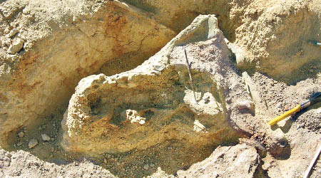 化石在艾庫塔遺址出土。