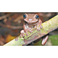 新物種樹蛙皮膚呈現獨特朱古力色。