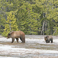 加州有成年棕熊與幼熊外出遊蕩。