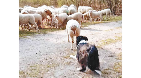 綿羊面對牧羊犬威嚇仍拒絕移動。（電視畫面）