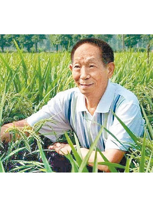 袁隆平有雜交水稻之父之稱。