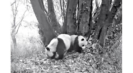 大熊貓母子在森林覓食。
