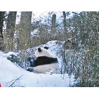 大熊貓坐在雪地。