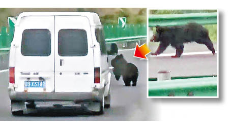 黑熊（小圖）在馬路上追着汽車。