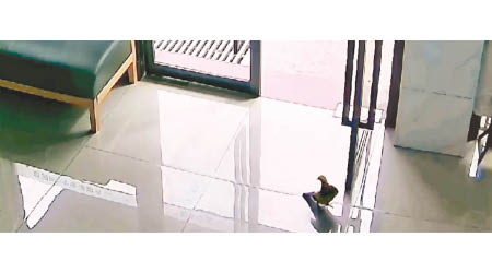 浙江：小鳥走進浙江省一間獸醫診所。