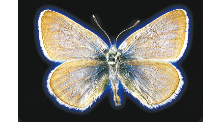 加利福尼亞甜灰蝶因人類都市化活動絕種。