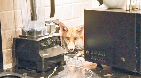 狐狸藏身微波爐後方。