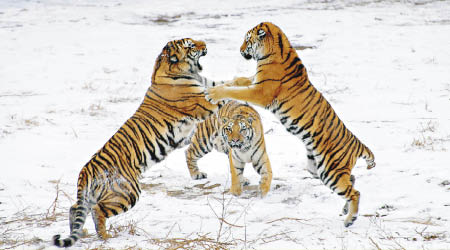 黑龍江等地的野生東北虎數量有所上升。（中新社圖片）