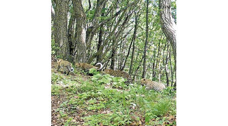 多隻華北豹在山西省霍山自然保護區進行群體活動。